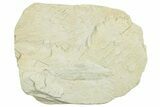 Miocene Fossil Leaf (Cinnamomum) - Augsburg, Germany #254134-1